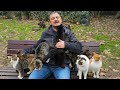 Cat island with cute stray cats