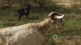 The Tale of Mr. Seguin's Goat: A Journey of Freedom and Love