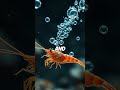 Tiny Shrimp That Screams Louder Than a Jet Engine! 🦐🔥