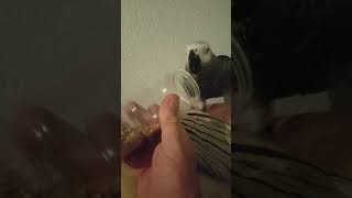 Scooter Has Dismissed Fear All Together