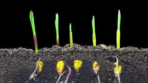 Std 4 EVS lesson 2 The Leaf too has to Say part 2