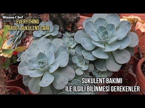 Video: Graptoveria Sulu Nedir – Graptoveria Bitki Bakımı ve Bilgisi