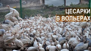 Содержание цесарок в вольерах. Ремонтный молодняк и цесарки на откорм. КФХ Кирилла Жданова. Содержание цесарок в вольерах. Ремонтный молодняк и цесарки на откорм. КФХ Кирилла Жданова.