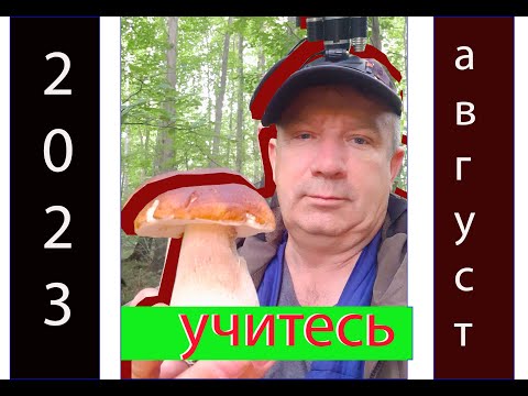 грибные прогулки августа 2023 Калининградская область, Багратионовский район