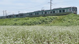 ソバ畑と常磐線上り普通列車＠宮城県岩沼市