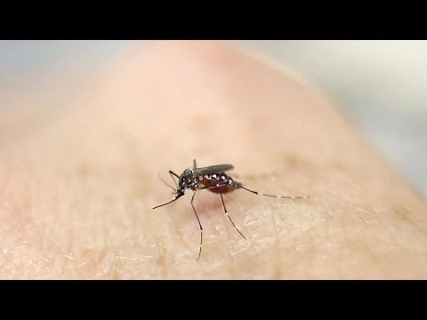 Zika virüsü alarmı en üst seviyede