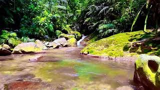 Beautiful Forest Creek Gently Flowing | Soothing Nature Sounds | Sleep | Study | Relax