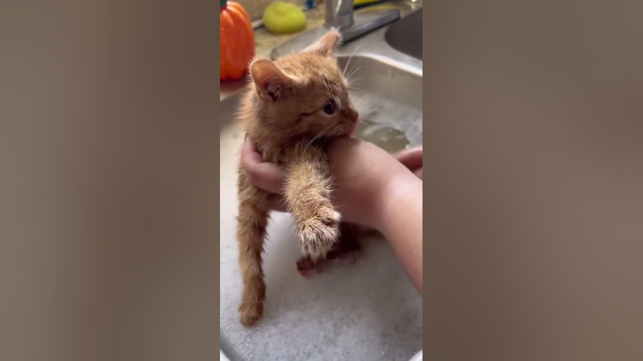 Kitten Rescue - YouTube