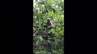 LIVE AFRICA: Monkeys in Jozani National park in Zanzibar SHORT