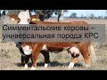 Симментальские коровы – универсальная порода КРС