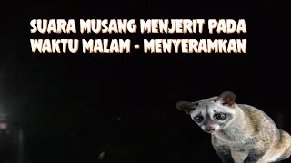 Musang Menjerit Pada Waktu Malam.