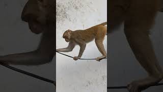 भल बब क आशरवद जय शर रम