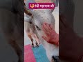 🌹 श्री नंदीमहाराज जी 🌹