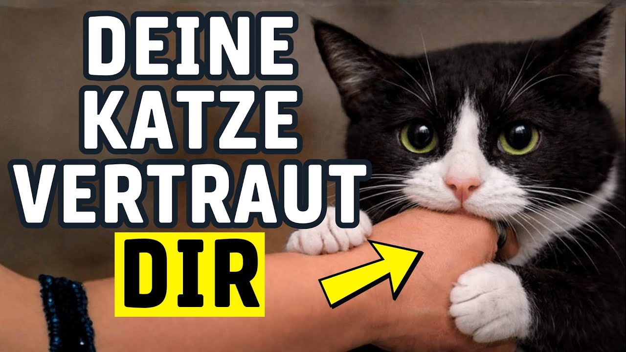 10 herzerwärmende Dinge, die Katzen tun, wenn sie dir tief vertrauen