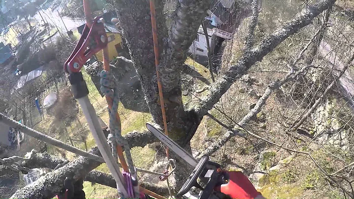 birch in da cliff!