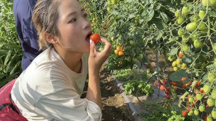 夏から始める 秋トマト栽培 今流行のトマトを育てよう 21 7 13 Youtube 夏から始める 秋トマト栽培 今流行のトマトを育てよう 21 7 13 Youtube