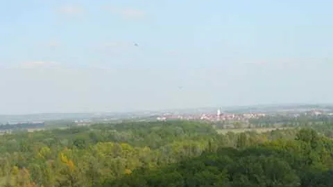 Jaký je starý javor na jaře?