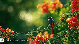 Peaceful Bird Songs & Piano 🌿 Relaxing Nature Sounds for Deep Calm and Gentle Healing screenshot 5