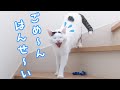パパに怒られて反省するお喋り猫