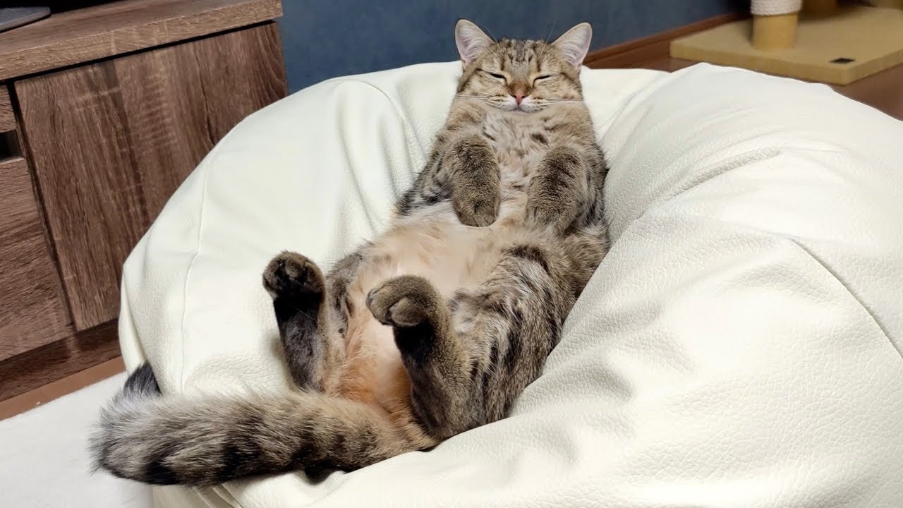 はむねこさま確認ページ♡ ENG) Before I knew it, my cat had become so fluffy! - YouTube