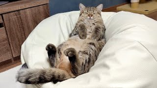 知らない間に猫が冬毛でもっふもふになってました!