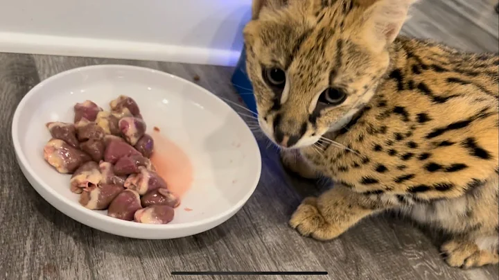 Watch the video about Serval Kitten Sounds Playing Eating