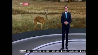 Koruma Altına Aldığımız Ceylanlarımız Trt Haberde