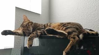 Bengalkatze schläft und träumt, dann passiert das... by Phestina 3,563 views 1 year ago 45 seconds
