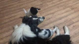 Border collie veteran dog and Papillon puppies