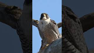 Peregrine Falcon Calls