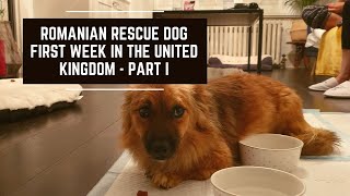 Romanian Rescue Dog  Part I  First Week in the United Kingdom  Adoption Journey