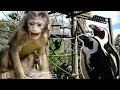 MACACOS Pinguins | Funny Monkeys Play in the Zoo and Cute Penguins - Animals TV Kids