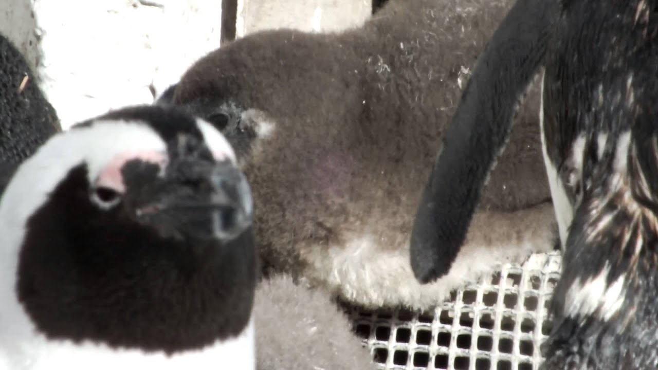 kawaii emoticons #02 Cute! Cape penguin chick(40 days of age).ケープペンギンのヒナ(生後約40日)。