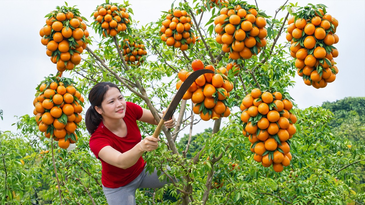 Harvesting Giant Wild Tangerines & Go to Market Sell | Curious Crowd Sold Out Before Noon 🍊