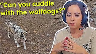 Maya answers some GOOD questions about the wolfdogs at Alveus
