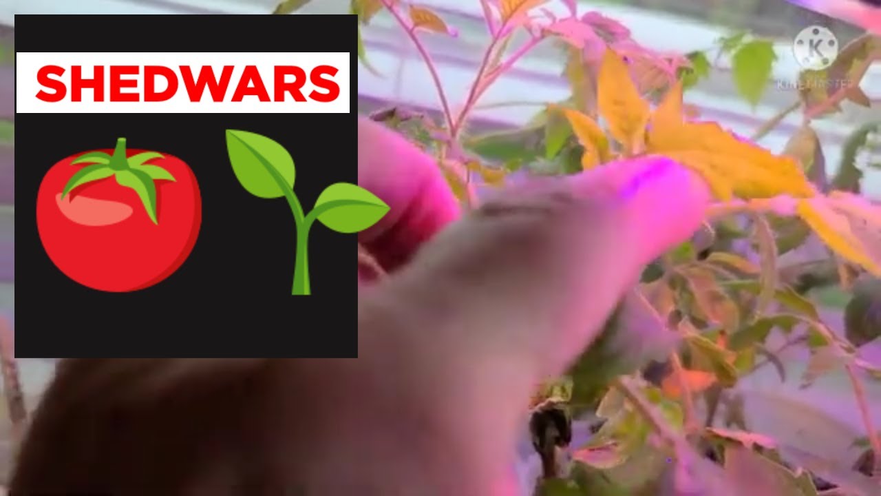 Shedwars Global Gardening 22G May video no.1 Onion haircut & Tomatoes