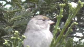 4 Minutes of HD Gold Crested Sparrow Cute Little Bird Red Winged Black Birds Finch 12 08 2012