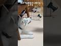 懲りない悪ガキ系シベリアンハスキー #shorts
