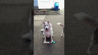 Huskies: Useless Yet Adorable Companions #shorts