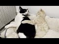 Annoying kitten keeps bothering older cat