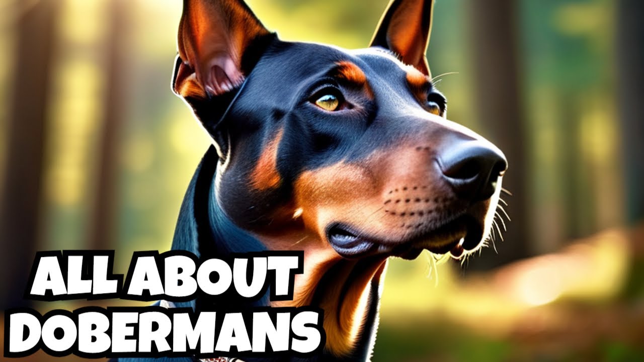 The Misunderstood Doberman: Perfect Family Pet?