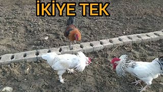 TAKAS GERÇEKLEŞTİ / İKİ HOROZ TEK HOROZA GÜÇLERİ YETMEDİ.