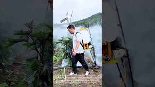 Crop Protection: Man Spraying Pesticide on Eggplant Crops with Backpack Mist Blower