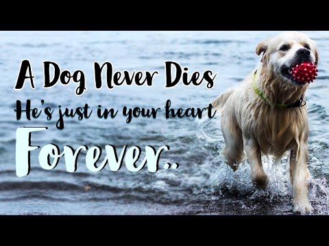 ❤-a-dog-never-dies-hes-just-in-your-heart-forever-❤-dog-lover