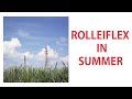 rolleiflex in summer.