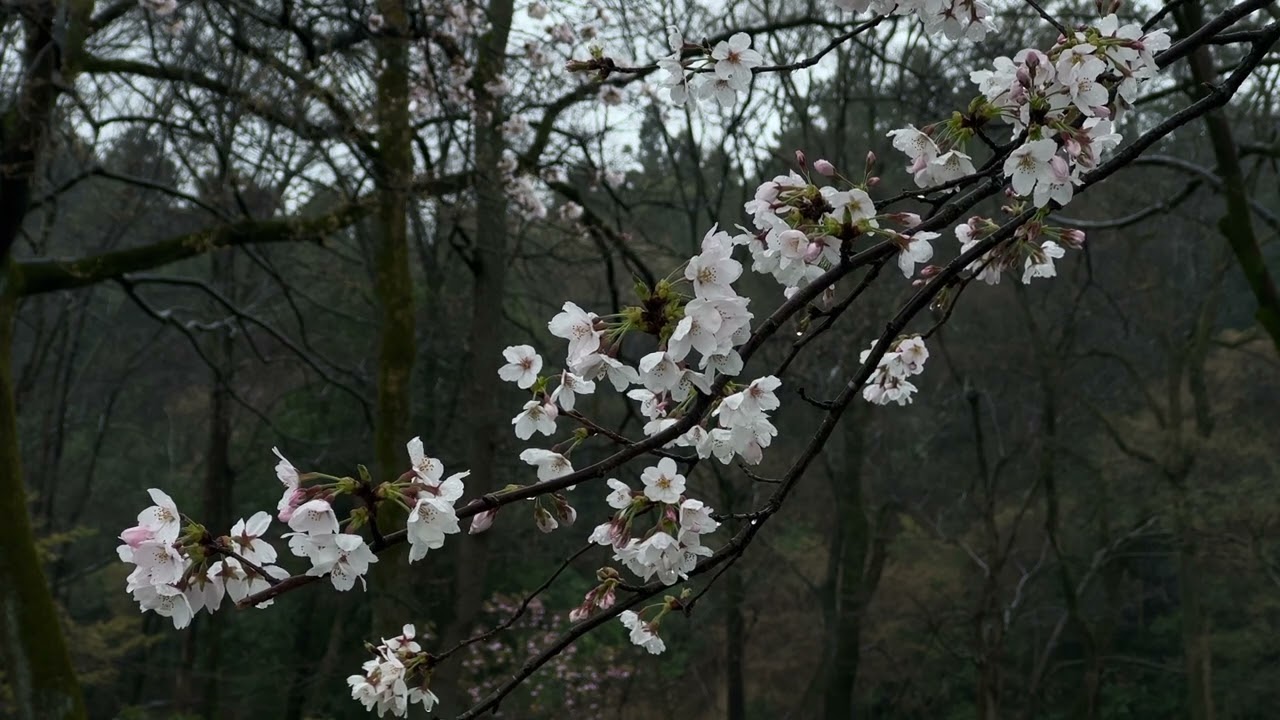 Cherry Blossom :: Flowers :: Landscape :: Nature :: Rain :: Sakura