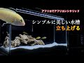 【熱帯魚水槽/立上げ方】アフリカで熱帯魚生活/黄色い魚が入ったアクアリウムで生活がパーっと明るく華やかになった