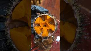 Most Satisfying Sea Urchin Harvesting! 🌊✨ Fresh Uni Cleaning ASMR #Shorts