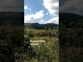 Hot Sunny Day in Tropical Meadow ☀️ Intense Bird Sounds & Hill Ambience ASMR Tropical Nature Sounds