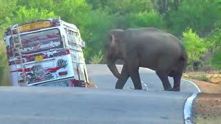 Elephant stopping buses | Wild elephants on the road | animals